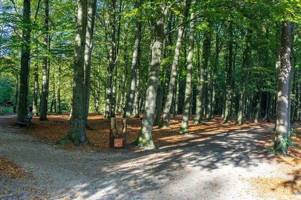 Netherlands Hague Haagse Bos Europe Divergence Paths Foto Stock
