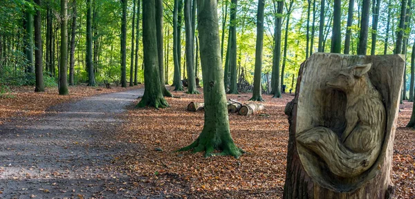 Нидерланды Hague Haagse Bos Европа Большое Дерево Лесу Стоковое Изображение