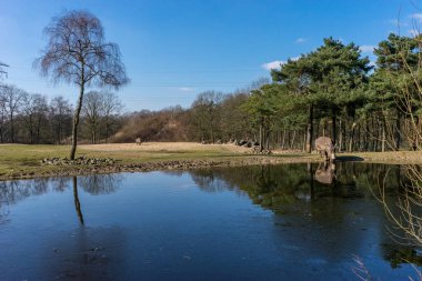 Hollanda, Arnhem, Burger Zoo, Avrupa, bir nehrin yanında duran büyük bir gergedan.
