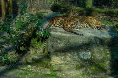 Hollanda, Arnhem, Burger Hayvanat Bahçesi, Avrupa, çimlerde bir leopar