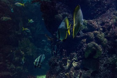 Hollanda, Arnhem, Burger Hayvanat Bahçesi, Avrupa, Mercan Kayalıklarında Balık