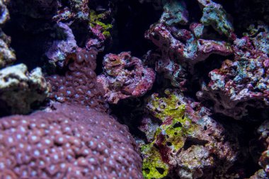 Hollanda, Arnhem, Burger Hayvanat Bahçesi, Avrupa, bir kayaya yakın çekim