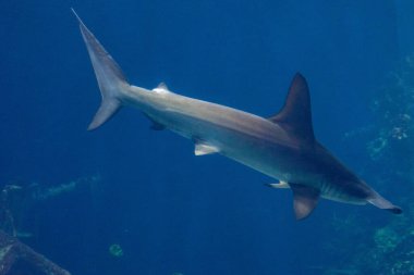 Netherlands, Arnhem, Burger Zoo, Europe, hammer head shark in water clipart