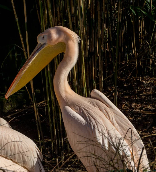 Netherlands Arnhem Burger Zoo Europe Close Bird Pelican — Foto Stock