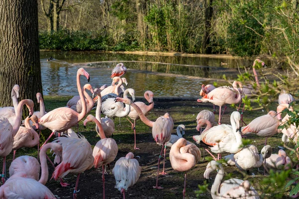 stock image Netherlands, Arnhem, Burger Zoo, Europe, a flock of seagulls standing on grass near water