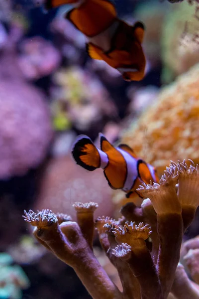 Netherlands Arnhem Burger Zoo Europe Close Coral Reef Clown Fish — Stock Fotó