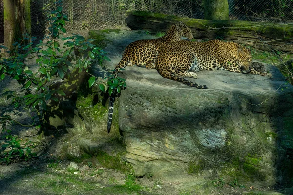 Нидерланды Арнем Зоопарк Европа Леопард Траве Лицензионные Стоковые Изображения