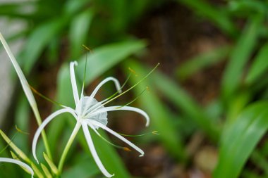 Singapore, Asia, South East Asia, a close up of a green plant clipart