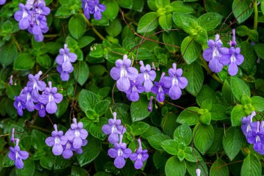 Singapur, Asya, Güneydoğu Asya, bir çiçek bahçesine yakın çekim
