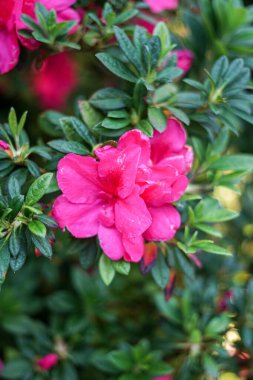 Singapur, Asya, Güneydoğu Asya, bir çiçeğe yakın çekim