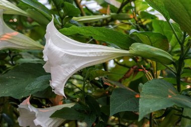 Singapur, Asya, Güneydoğu Asya, yeşil bir fabrikaya yakın çekim