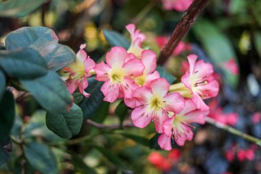 Singapur, Asya, Güneydoğu Asya, bir çiçeğe yakın çekim