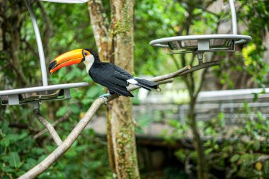 Singapur, Asya, Güneydoğu Asya, bir ağaç dalına tünemiş küçük bir kuş.