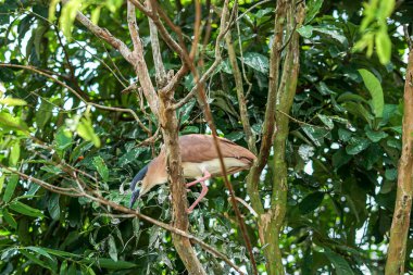 Singapore, Asia, South East Asia, a bird perched on a tree branch clipart