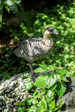 Singapur, Asya, Güneydoğu Asya, bir ağaç dalına tünemiş küçük bir kuş.