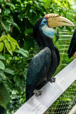 Singapur, Asya, Güneydoğu Asya, masada oturan bir kuş.