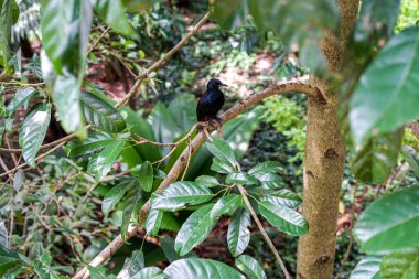 Singapore, Asia, South East Asia, a bird perched on a tree branch clipart