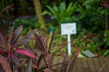 Singapur, Asya, Güneydoğu Asya, bir vazo çiçek.