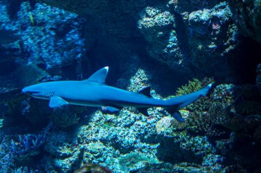 Singapur, Asya, Güneydoğu Asya, bir köpekbalığına yakın çekim