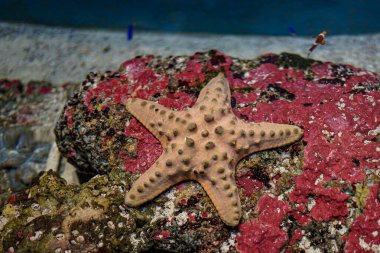Singapur, Asya, Güneydoğu Asya, bir yıldız balığına yakın çekim