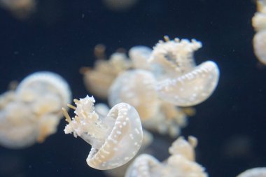 Singapur, Asya, Güneydoğu Asya, bir balığa yakın çekim