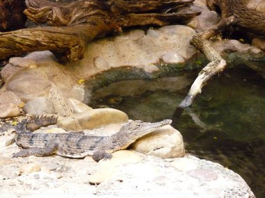 Switzerland, Basel, Europe, a reptile alligator lying on a rock clipart