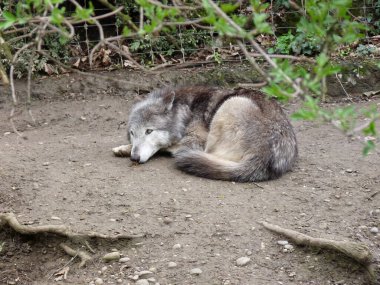 İsviçre, Basel, Avrupa, toprak bir tarlanın üzerinde yatan bir kurt