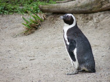 İsviçre, Basel, Avrupa, çamurun içinde duran bir penguen