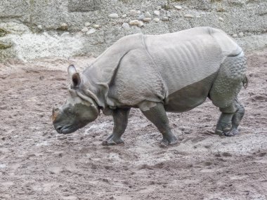 Switzerland, Basel, Europe, a rhinoceros standing in a dirt field clipart