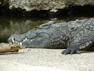 Switzerland, Basel, Europe, a crocodile on a rock clipart