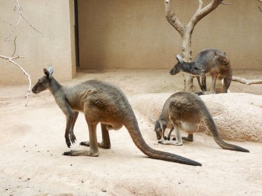 Switzerland, Basel, Europe, a herd of kangaroos walking down a dirt road clipart