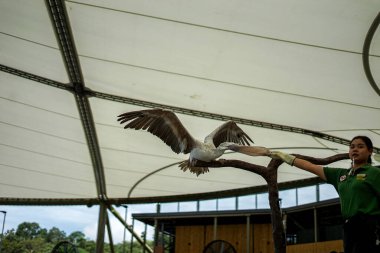 Singapur, Asya - 17 Nisan 2024: Dünyanın kanatları, Pelikan kuşuyla birlikte Singapur 'daki Kuş Parkı' nda sergileniyor