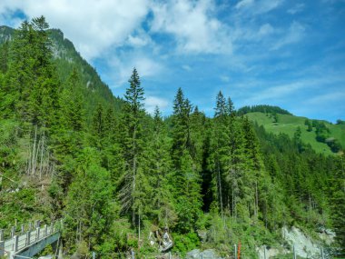 İsviçre, Meiringen, Schwarzwaldalp, ormandaki bir ağaç
