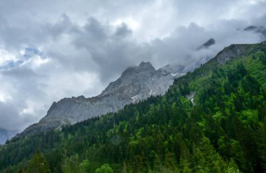 İsviçre, Meiringen, Schwarzwaldalp, arka planda dağ olan bir grup çalılık.