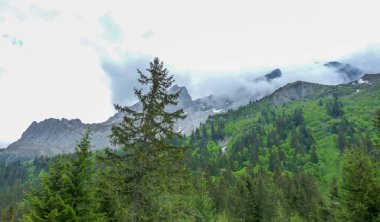 İsviçre, Meiringen, Schwarzwaldalp, arkasında dağ olan bir ağaç.