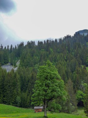 İsviçre, Meiringen, Schwarzwaldalp, yemyeşil bir ormanın yakınında.