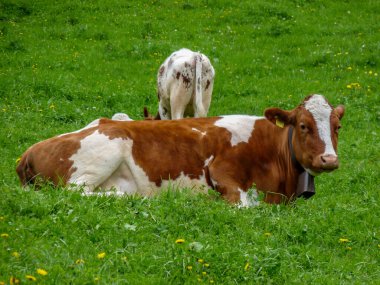 İsviçre, Meiringen, Schwarzwaldalp, yemyeşil bir tarlanın üzerinde yatan kahverengi ve beyaz bir inek.