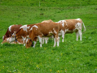 Switzerland, Meiringen, Schwarzwaldalp, a herd of cattle standing on top of a lush green field