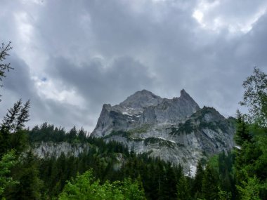 İsviçre, Meiringen, Schwarzwaldalp, arkasında dağ olan bir ağaç.