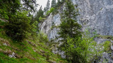 İsviçre, Meiringen, Schwarzwaldalp, ormandaki bir ağaç