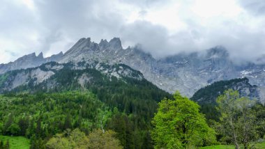 İsviçre, Meiringen, Schwarzwaldalp, arka planda dağ olan bir grup çalılık.
