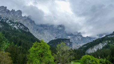 İsviçre, Meiringen, Schwarzwaldalp, arkasında dağ olan bir ağaç.