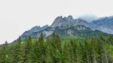 İsviçre, Meiringen, Schwarzwaldalp, arkasında dağ olan bir ağaç.