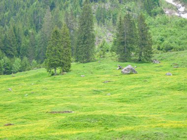 İsviçre, Meiringen, Schwarzwaldalp, yemyeşil bir tarlada otlayan sığır sürüsü.