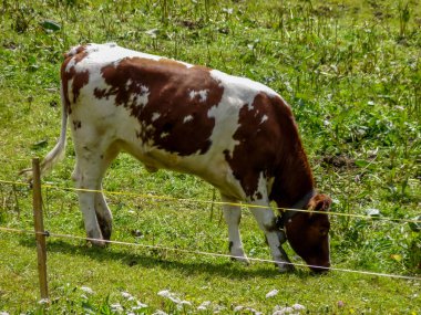 İsviçre, Meiringen, Schwarzwaldalp, çimlerin üzerinde duran kahverengi bir inek