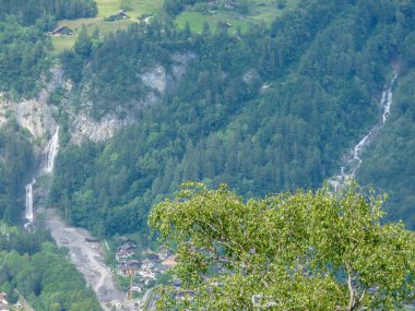 İsviçre, Meiringen, Schwarzwaldalp, arkasında dağ olan bir ağaç.