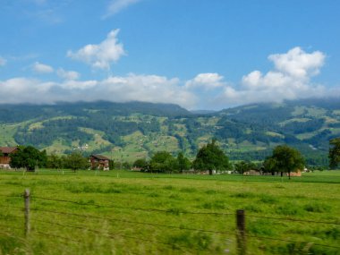 İsviçre, Meiringen, Schwarzwaldalp, yemyeşil bir tarlada otlayan sığır sürüsü.