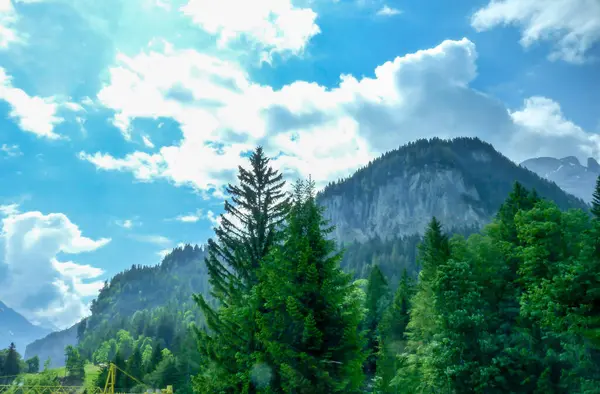 İsviçre, Meiringen, Schwarzwaldalp, arkasında dağ olan bir ağaç.