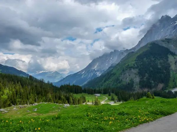 İsviçre, Meiringen, Schwarzwaldalp, yemyeşil bir yamaçta otlayan sığır sürüsü.
