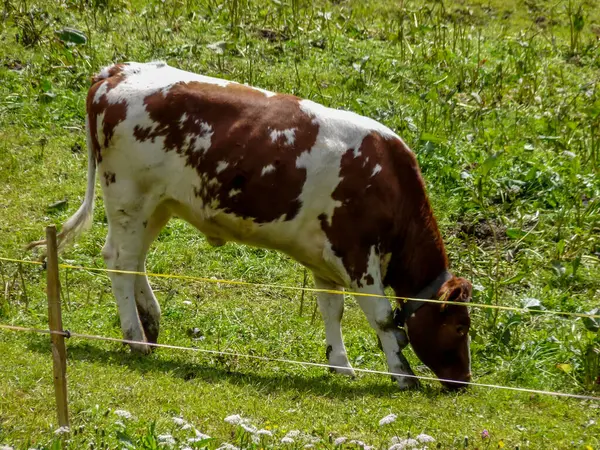 İsviçre, Meiringen, Schwarzwaldalp, çimlerin üzerinde duran kahverengi bir inek